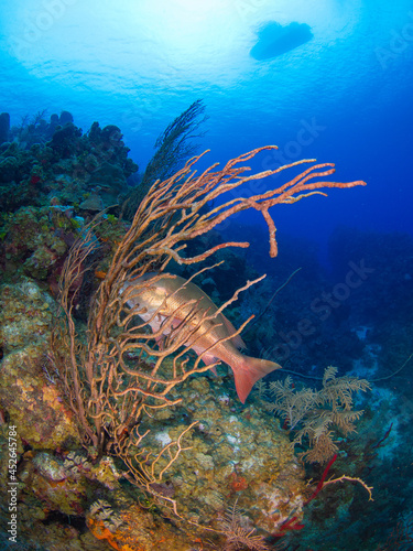 Mutton snapper hiding behind a Gorgonian seafan (Grand Cayman, Cayman Islands) photo