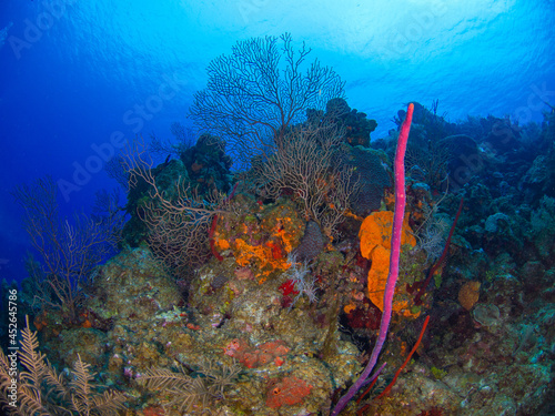 Deepwater seafan in a coral reef (Grand Cayman, Cayman Islands) photo