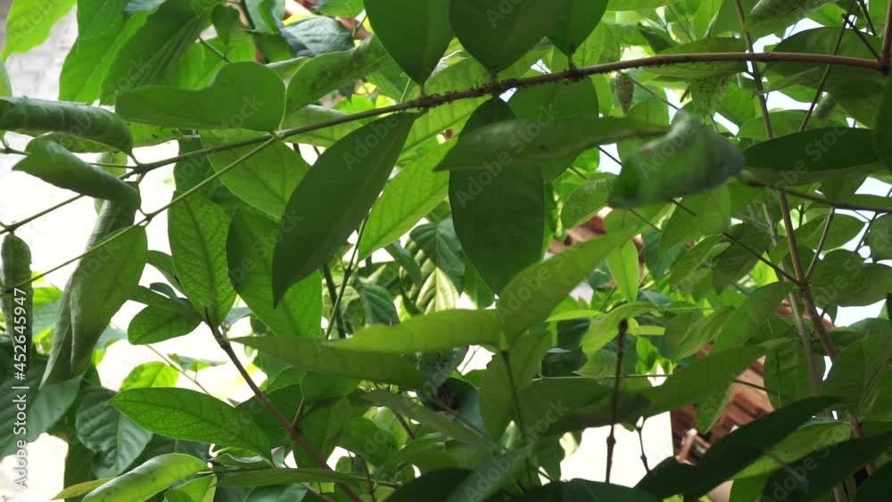 Green Bay leaf leaves hanging on the tree. Bay leaf is one of herbs and use for cooking. Indonesian call it daun salam Green Bay leaf leaves hanging on the tree. Bay leaf is one of herbs and use for cooking. Indonesian call it daun salam