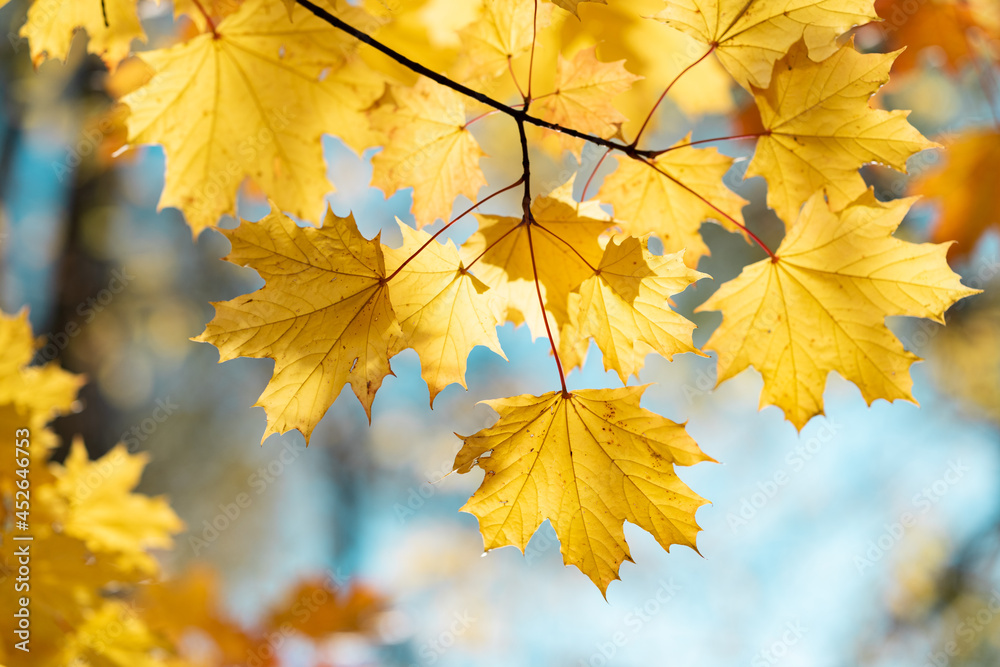Autumn yellow maple leaves on a blurred forest background, very shallow focus. Colorful foliage in the autumn park. Excellent background on the theme of autumn. Autumn yellow maple leaves on a blurred forest background, very shallow focus. Colorful foliage in the autumn park. Excellent background on the theme of autumn.