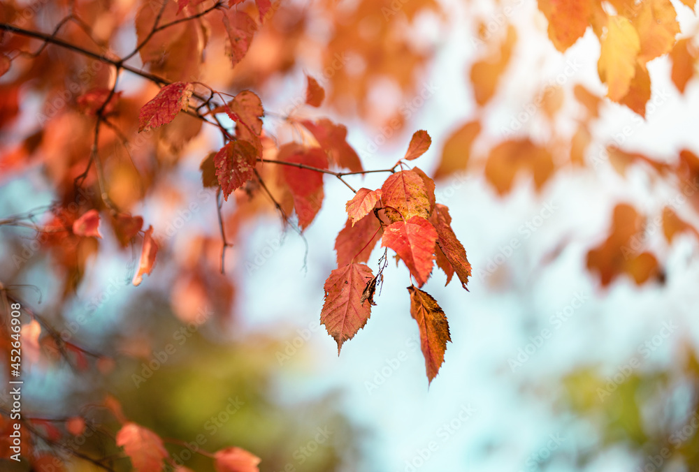 Autumn red leaves on a blurred forest background, very shallow focus. Colorful foliage in the autumn park. Excellent background on the theme of autumn. Autumn red leaves on a blurred forest background, very shallow focus. Colorful foliage in the autumn park. Excellent background on the theme of autumn.