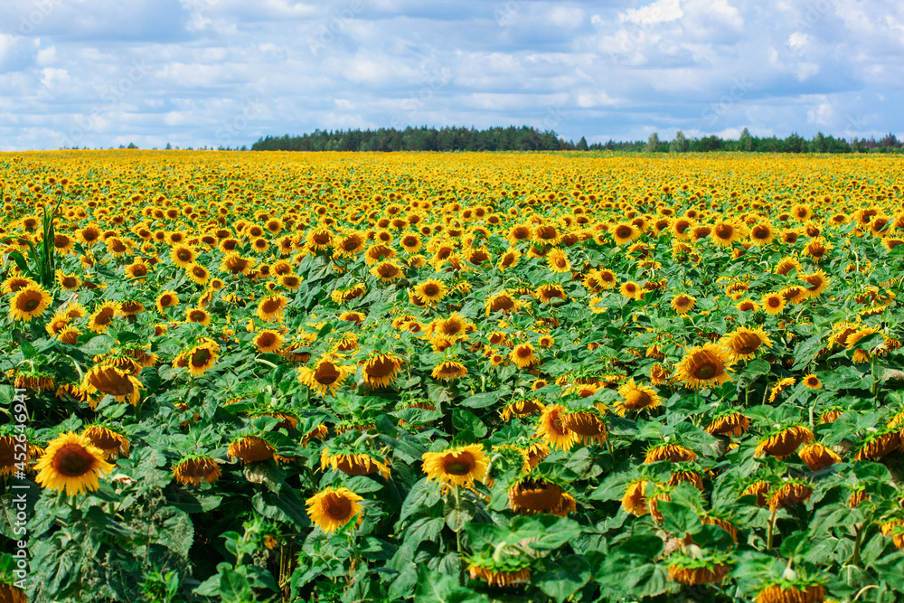 beautiful big sunflower field over cloudy blue sky beautiful big sunflower field over cloudy blue sky