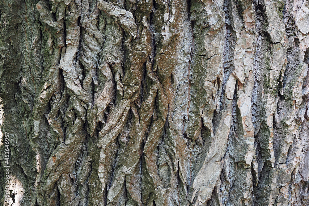 Tree bark texture, full frame. Macro photography. Tree bark texture, full frame. Macro photography.