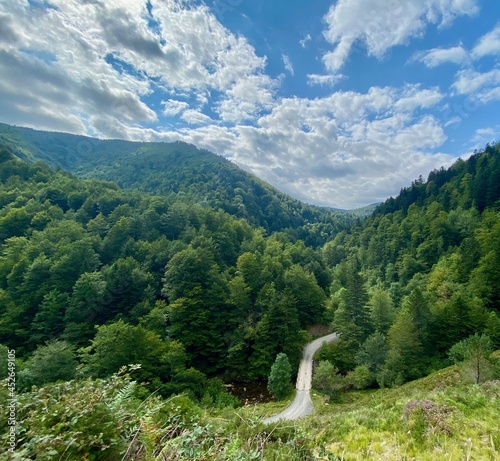 Camino en la  selva Irati en Navarra