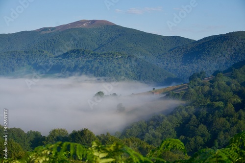 Selva Irati cubierta de niebla photo