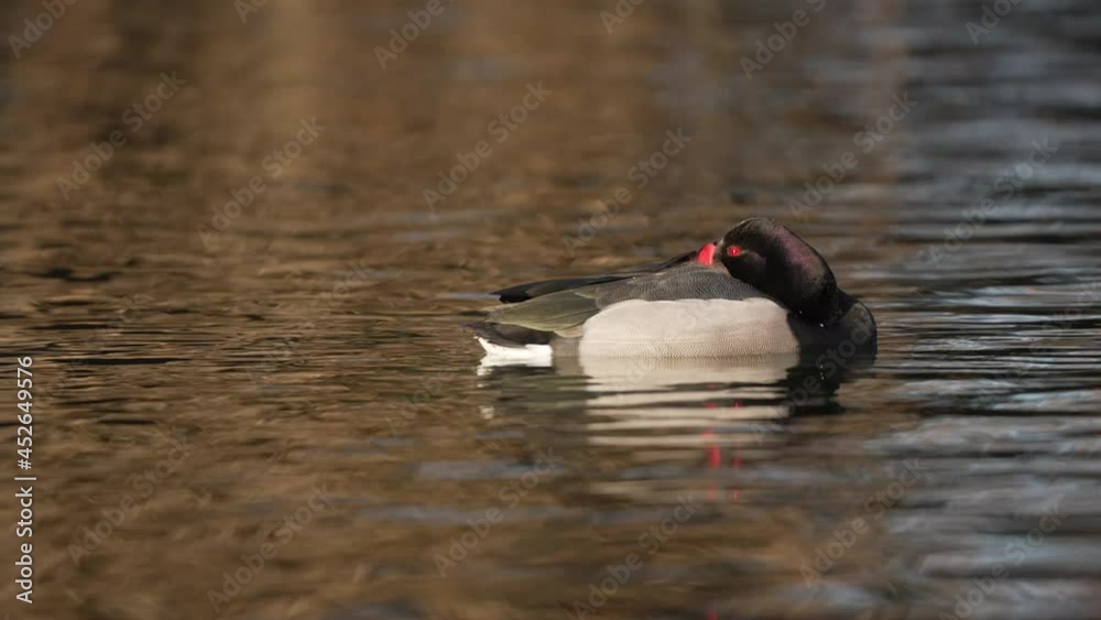 Male rosy-billed pochard sleeping with its head hidden beneath its wings. Waterbird resting on the lake Male rosy-billed pochard sleeping with its head hidden beneath its wings. Waterbird resting on the lake