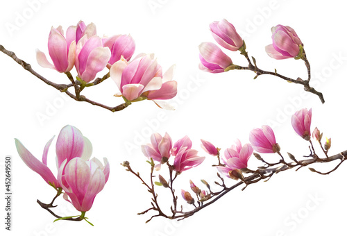 Beautiful pink spring magnolia flowers on a tree branch isolated on white