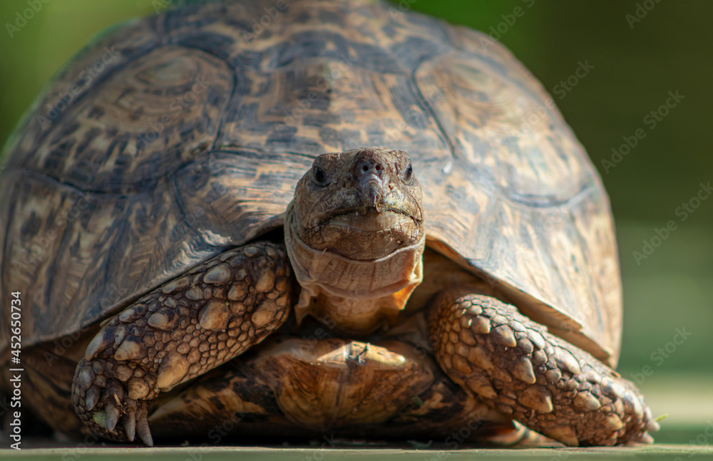 Wild african life. Close up of a cute turtle on a sunny day. Wild african life. Close up of a cute turtle on a sunny day.
