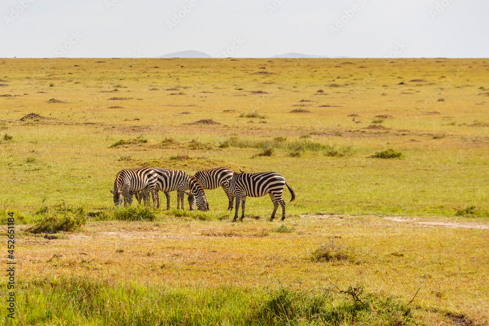 Naklejka premium Grazing Zebras in the savannah