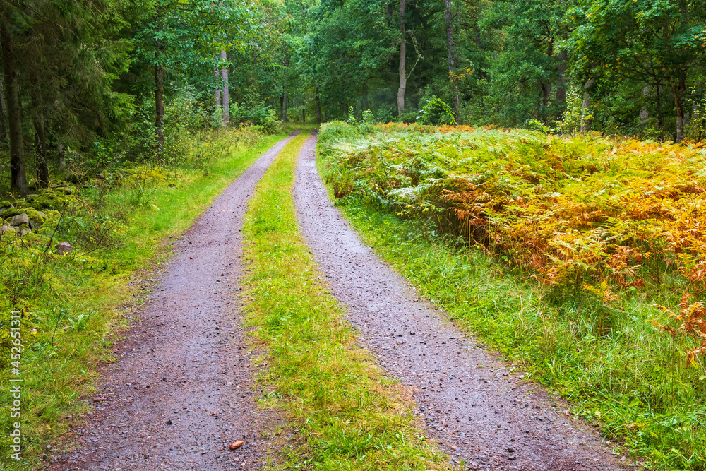 Forest road in autumn colours