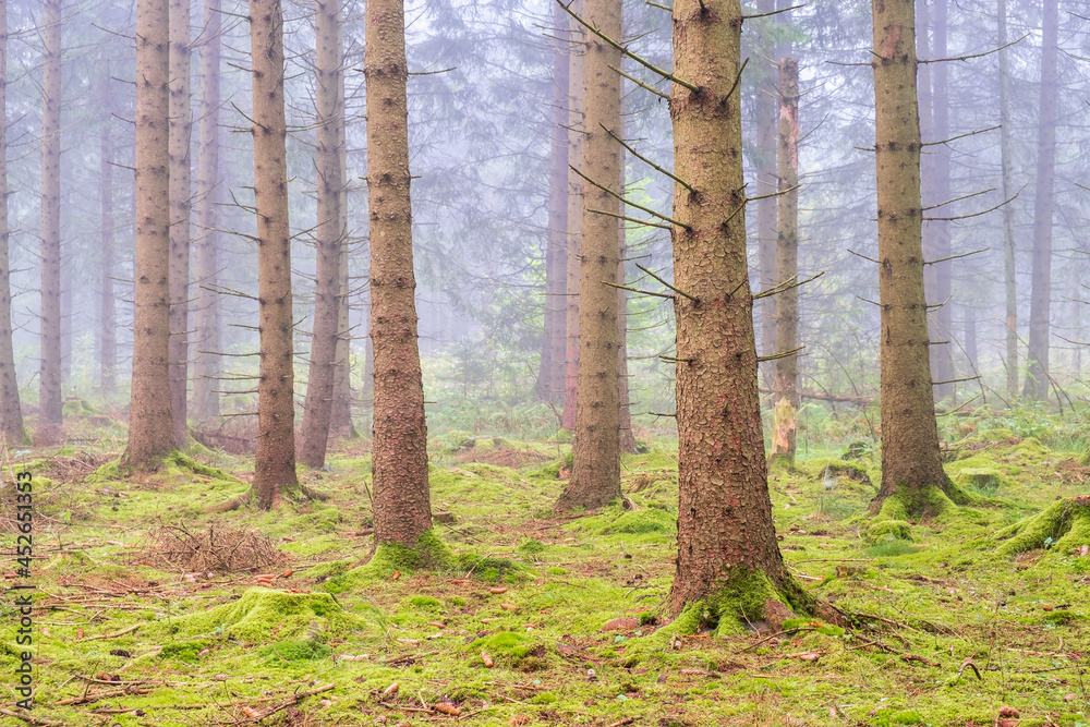 Fototapeta premium Spruce forest with fog between the trunks