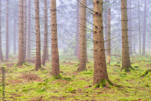 Wallpaper Mural Spruce forest with fog between the trunks Torontodigital.ca