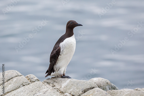 Portrait of a Common Guillemot (Uria aalge) perched on a rock in the Hornöya bird colony, Vardö, Finnmark, Norway