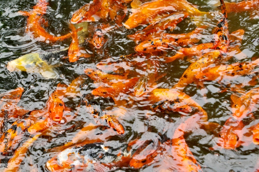 Koi Fische 