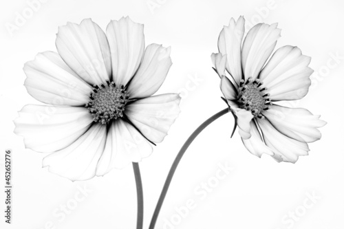 Black and white cosmos flowers close up