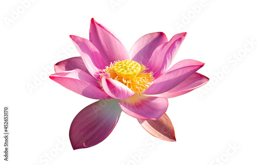 Pink lotus flower in bloom isolated on white background