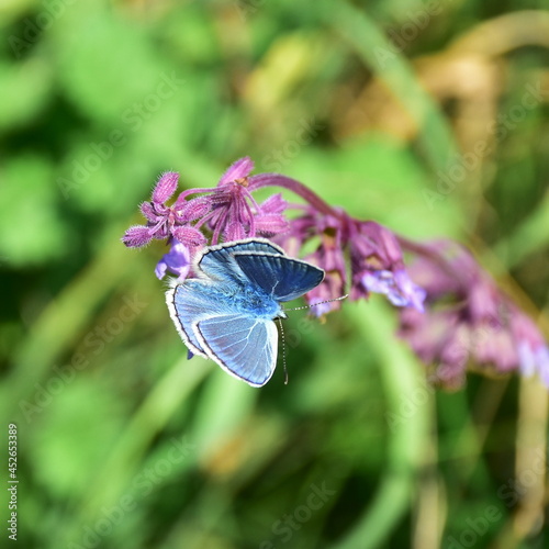 common blue butterfly Polyommatus icarus in slovak nature photo