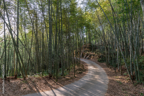 There are many bamboos in the bamboo forest. There is a road leading to the distance