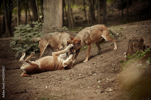 Group of three wolves on summer forest location photo