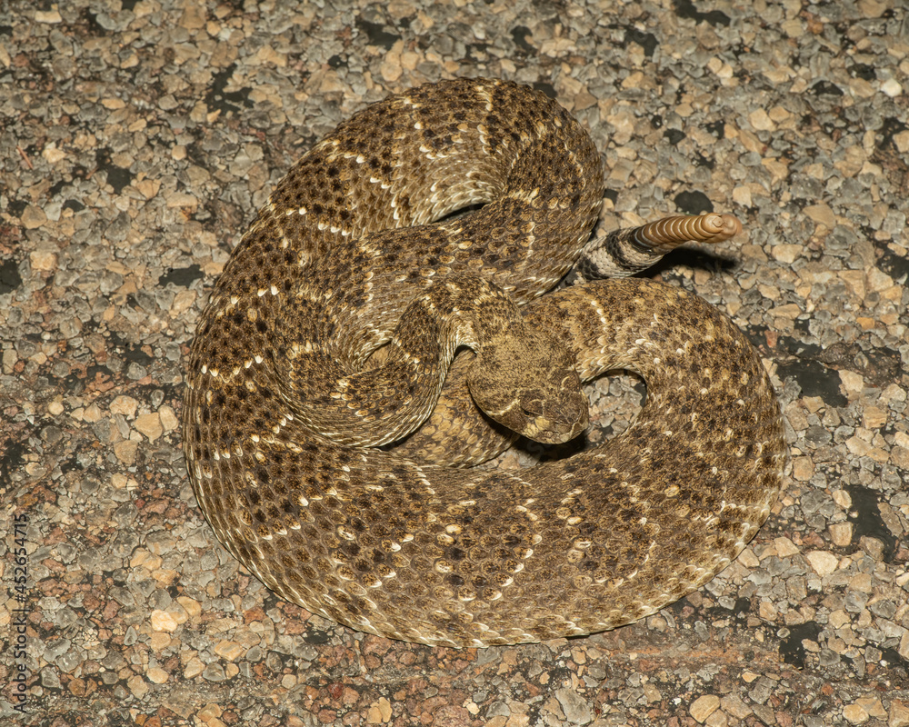 Wester Diamondback Rattlesnake Wester Diamondback Rattlesnake