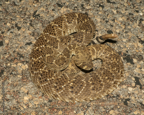 Wester Diamondback Rattlesnake