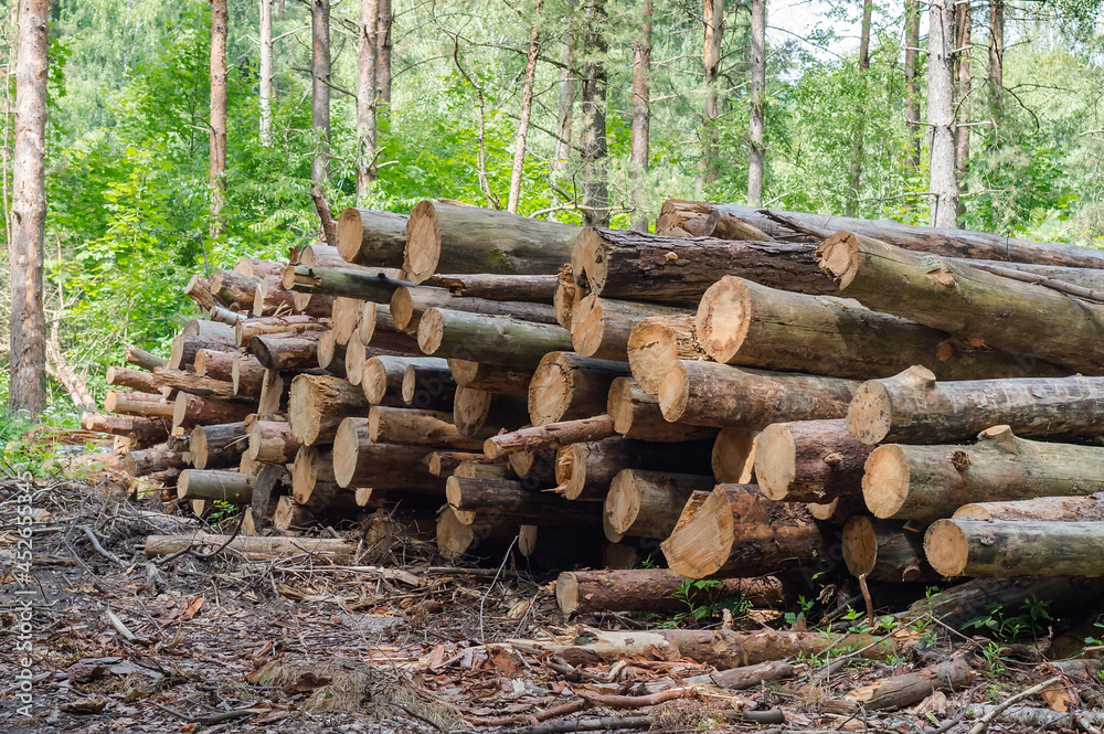 Cut down trees. Felling trees. Trunks of felled trees. Deforestation and logging. Cut down trees. Felling trees. Trunks of felled trees. Deforestation and logging.