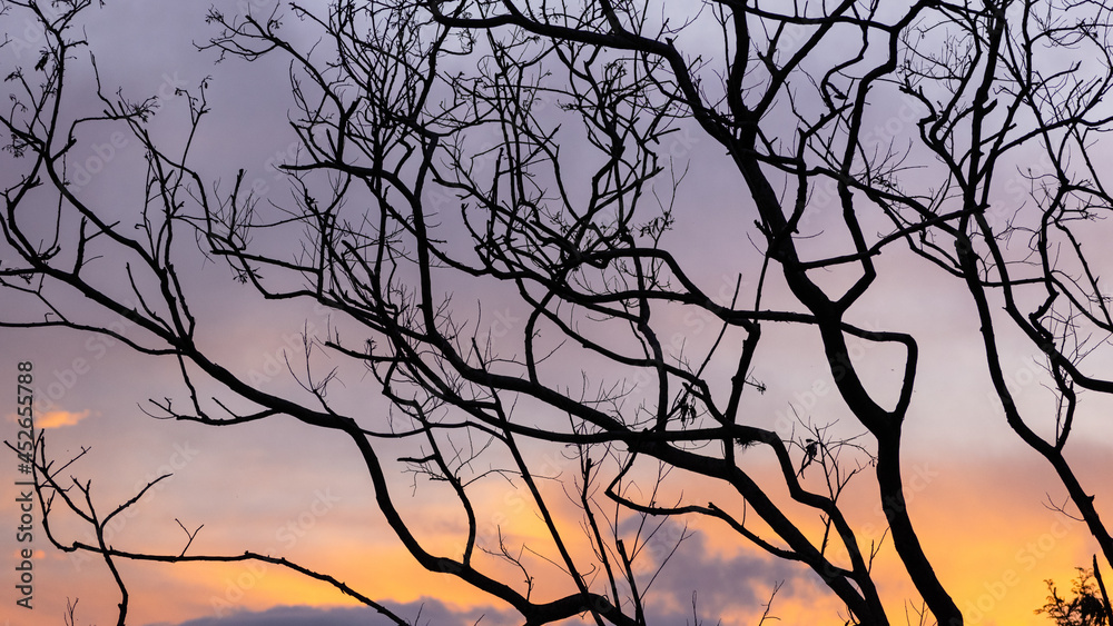 old trees with a beatiful sunset behind old trees with a beatiful sunset behind