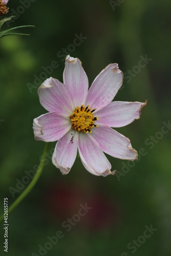 Close up of a beautiful flower in the garden at summer time