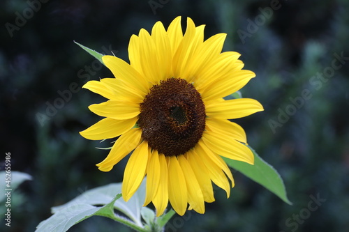 Close up of a beautiful sunflower in the garden at summer time