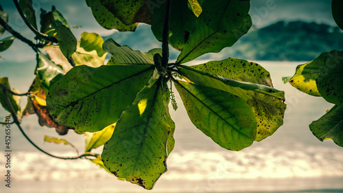 Trees of Costa Rica, beach or cloudy season