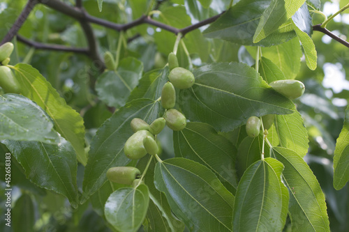 close up of Fruits of a jujube tree