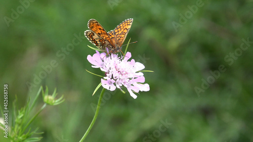 Flying Butterfly, Butterflies on Flower in Nature Macro, Mountain Garden View with Insects Closeup