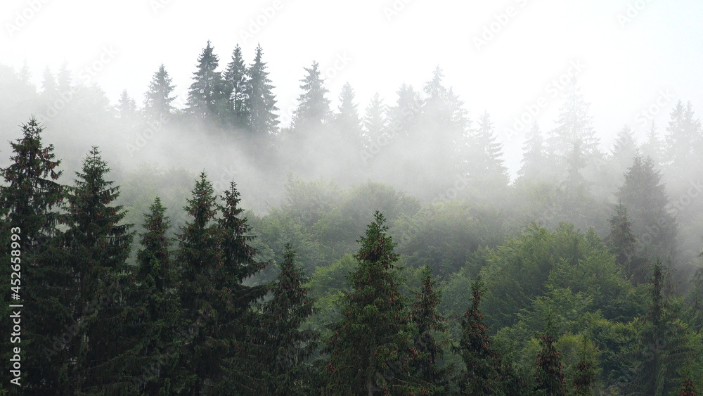 Raining in Mountains, Foggy Forest, Heavy Mystical Fog, Scary Stormy Mist Smoke over Alpine Wood on Rainy Day, Overcast Landscape