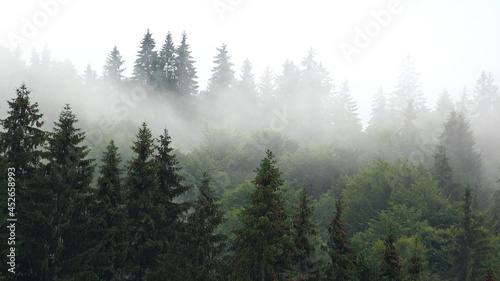 Raining in Mountains, Foggy Forest, Heavy Mystical Fog, Scary Stormy Mist Smoke over Alpine Wood on Rainy Day, Overcast Landscape
