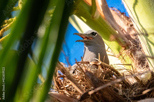Noddi brun
Anous stolidus - Brown Noddy bird in nest photo