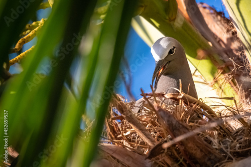 Noddi brun
Anous stolidus - Brown Noddy bird in nest photo
