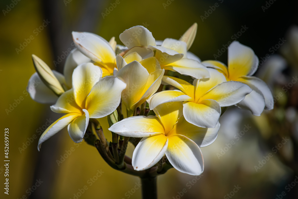 Obraz premium white yellow frangipani flower