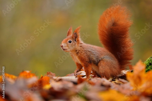 cute squirrel sitting in the forest on the ground with colorful leaves
