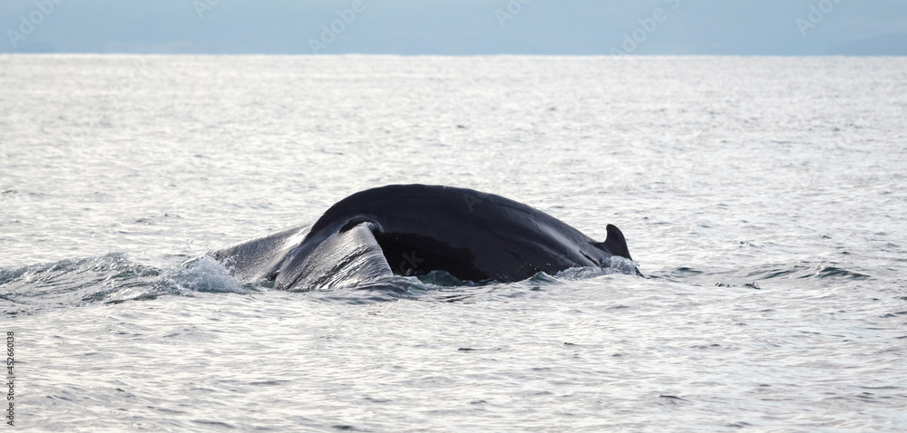 Fototapeta premium Humpback whale on Iceland