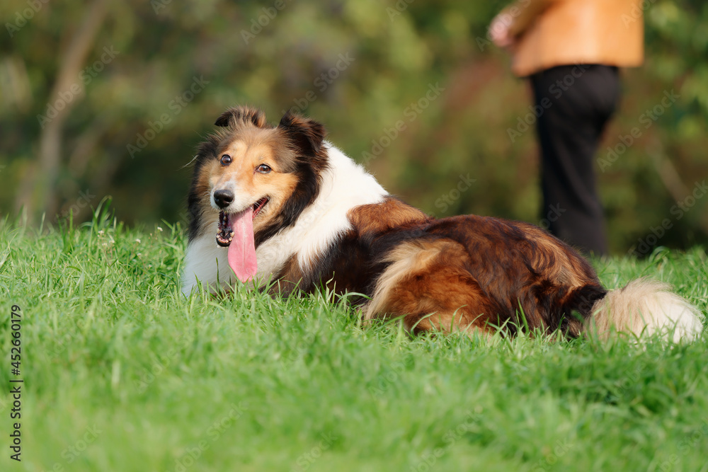 Happy Shetland sheepdog lying on green grass filed and looking back with its blurry owner background, friendly dog in sunny hot day. Happy Shetland sheepdog lying on green grass filed and looking back with its blurry owner background, friendly dog in sunny hot day.