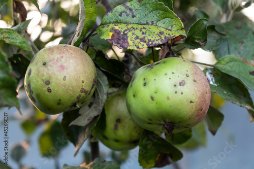 The fruits and leaves of the apple tree are affected by the fungal disease scab.