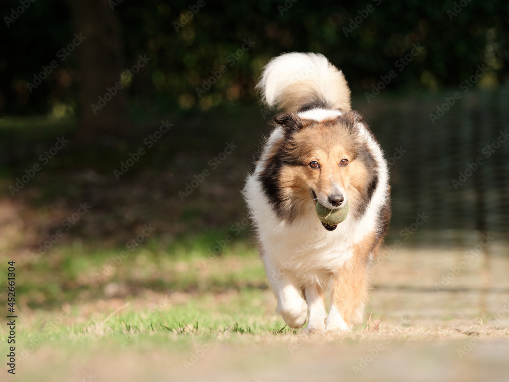 Running Shetland sheepdog with tennis ball in mouth on sunny green grass field, happy dog playing retrieve game.