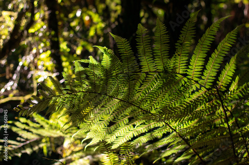fern leaves in the bush