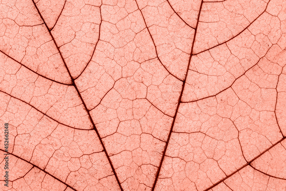 Macro photo of Autumn Foliage. Pink or coral Maple Leaf texture close up Macro photo of Autumn Foliage. Pink or coral Maple Leaf texture close up