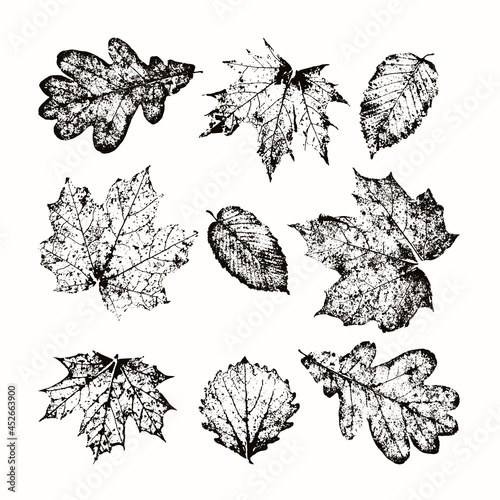 Skeleton autumn leaves vector set. Isolated leaves on white background. Desing elements