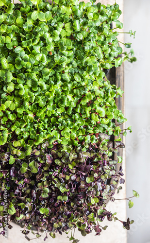 Different types of micro greens in trays. Seed germination at home. Vegan and healthy eating concept. Organic raw microgreens. Top view. © valentinamaslova