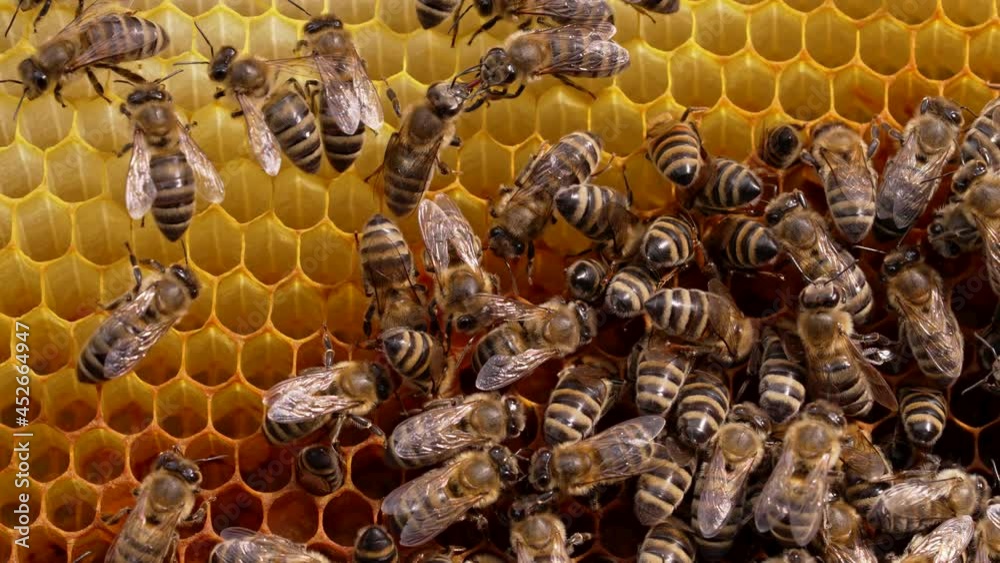 Bees family working on honeycomb in apiary. Life of apis mellifera in hive. Concept of honey, beekeeping, commercial pollinators, food producers. Bees family working on honeycomb in apiary. Life of apis mellifera in hive. Concept of honey, beekeeping, commercial pollinators, food producers.