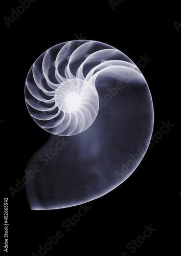 Chambered nautilus shell, X-ray