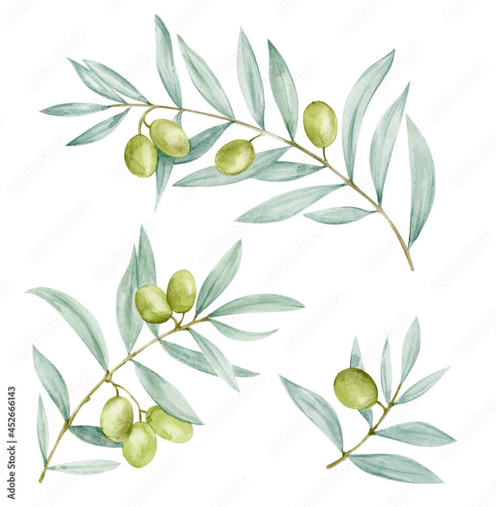 Hand-drawn olive branches with leaves and fruits in watercolor.