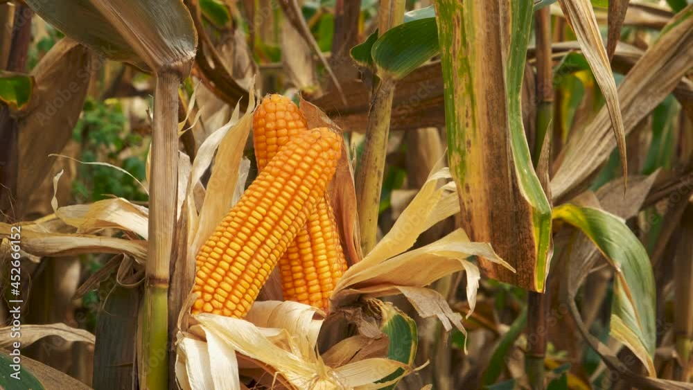 close-up yellow ripe corn on stalks for harvest in agricultural cultivated field